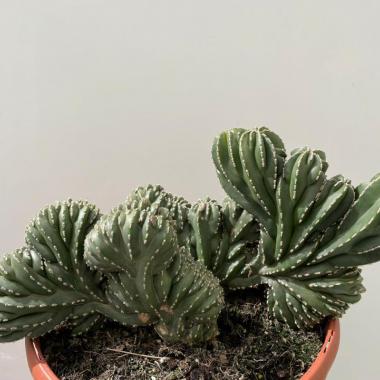 Marginatocereus marginatus cristata